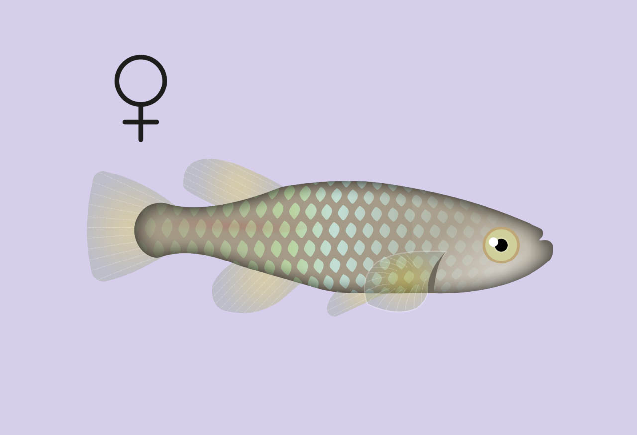 The germline regulates longevity and somatic repair in a sex-specific manner